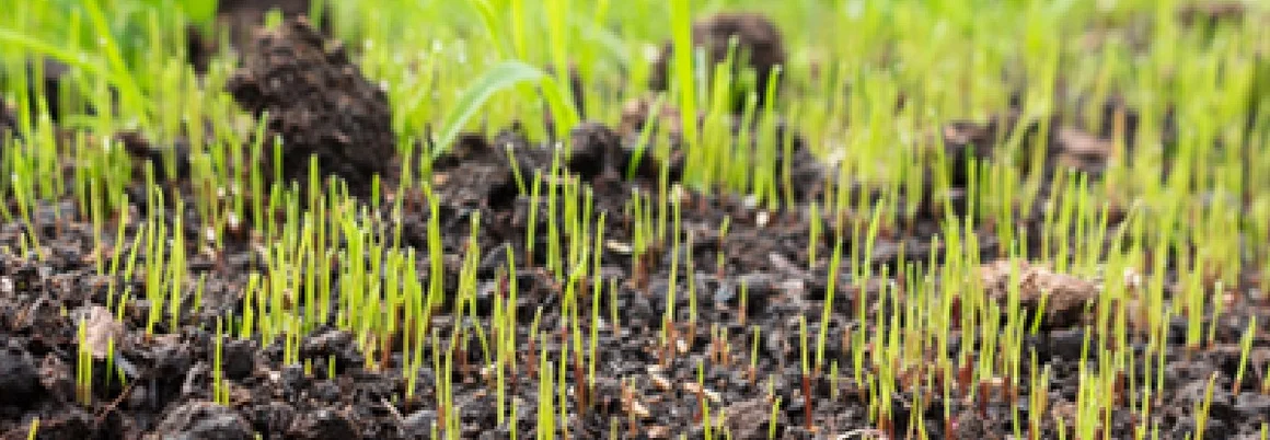 Frisch eingesäter Rasen auf dunkler Erde.